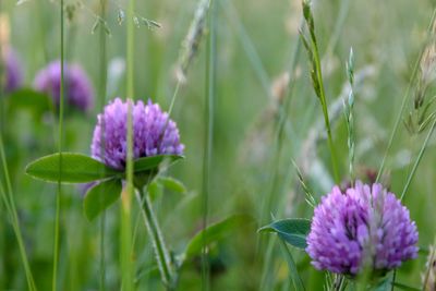 Close-up of purple flowering plant on field