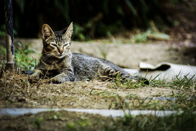 View of relaxing cat