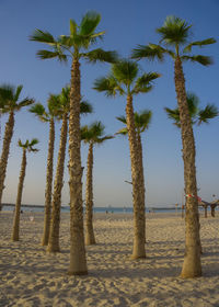 Low angle view of palm trees on beach against clear sky