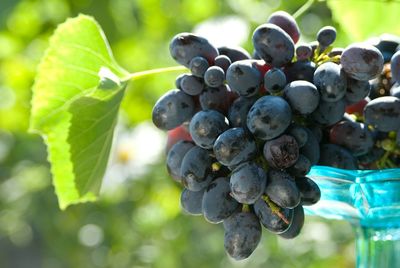 Close-up of grapes growing in vineyard