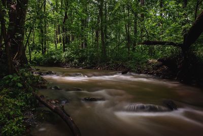 View of stream flowing through forest