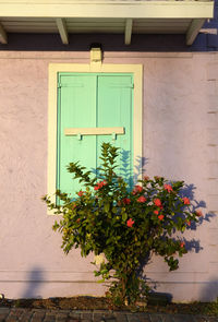 Close-up of plant against building
