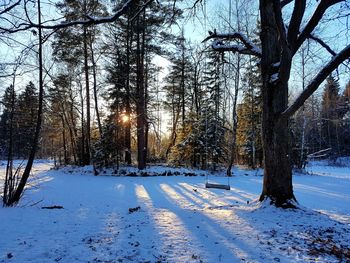 Trees on snow covered field against sky