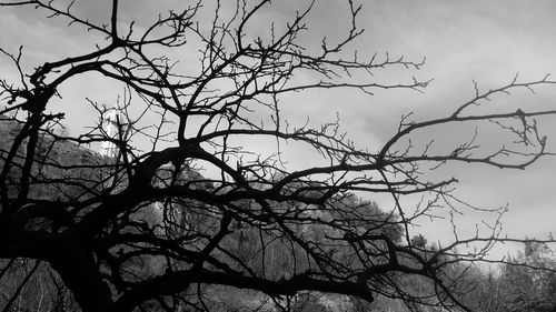 Low angle view of silhouette bare tree against clear sky