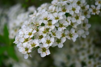 Close-up of white flowers