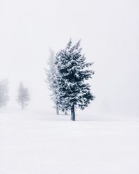 Trees on snowy field during foggy weather