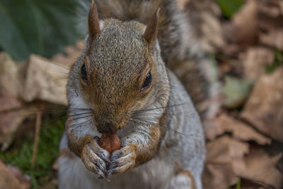 Close-up of squirrel eating food