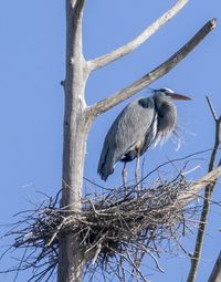 Low angle view of gray heron perching on tree against clear sky
