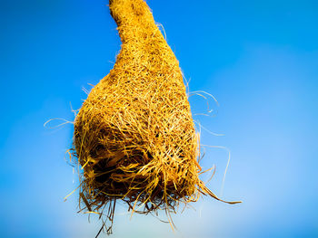 Close-up of dried plant against clear blue sky