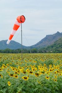 Scenic view of flowering field against sky