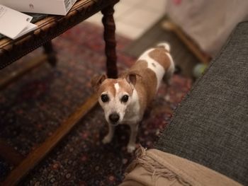 High angle portrait of dog