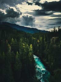 Scenic view of forest against sky