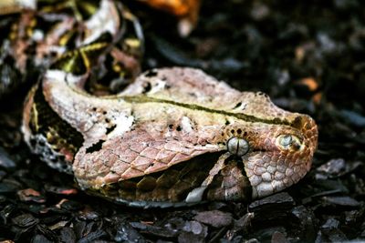 Close-up of snake 