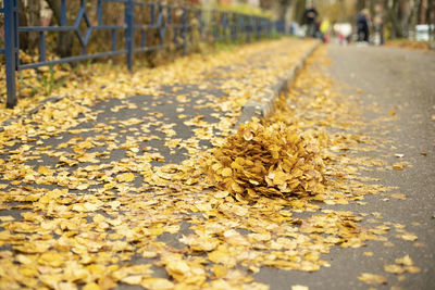 Close-up of fallen leaves on road