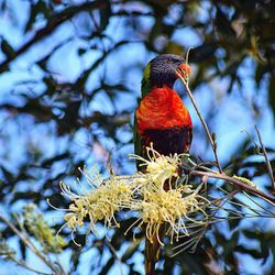 Low angle view of bird perching on tree