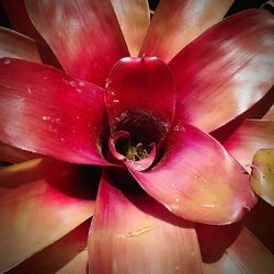Close-up of red flower