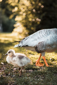 Close-up of birds on field