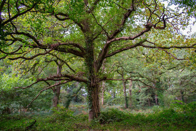 Trees in forest