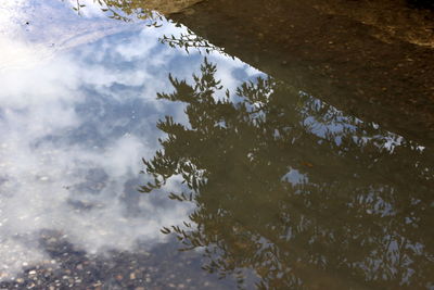 Reflection of trees in lake