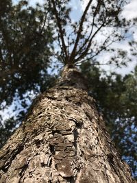 Low angle view of tree trunk in forest