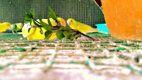 Close-up of bird perching on leaf