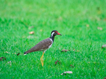 Bird perching on a field