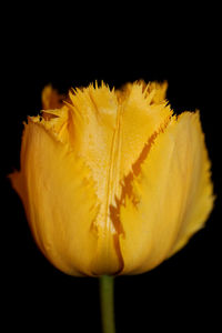 Close-up of yellow flower against black background