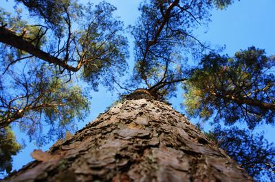 Low angle view of tree against sky