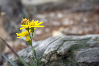 Close-up of yellow flowering plant