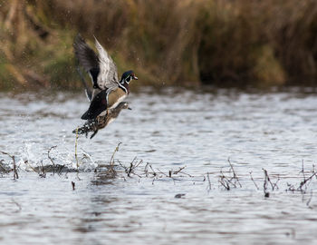 Bird on wet lake