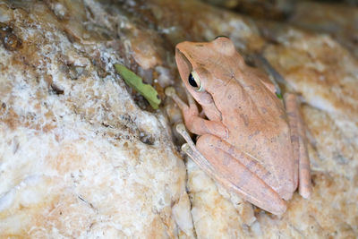 Close-up of frog on rock