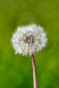 Close-up of dandelion flower