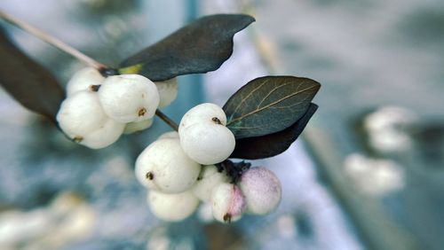 Close-up of berries on plant