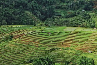 Scenic view of agricultural field