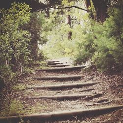 Road passing through forest