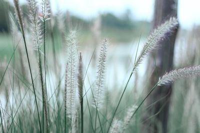 Close-up of wheat growing on field