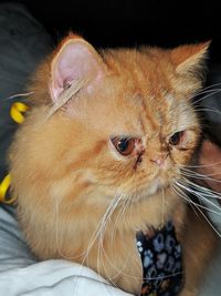 Close-up portrait of a cat looking away
