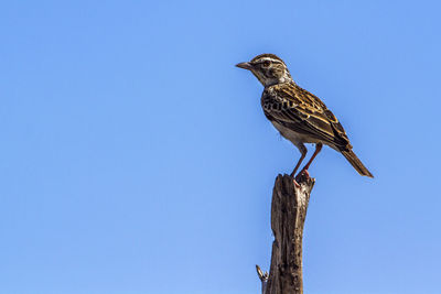 Low angle view of eagle perching on wooden post against sky