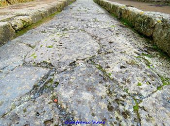 High angle view of footpath in park