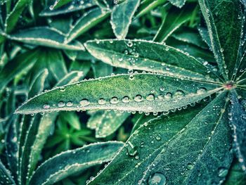 Close-up of wet plant leaves during rainy season