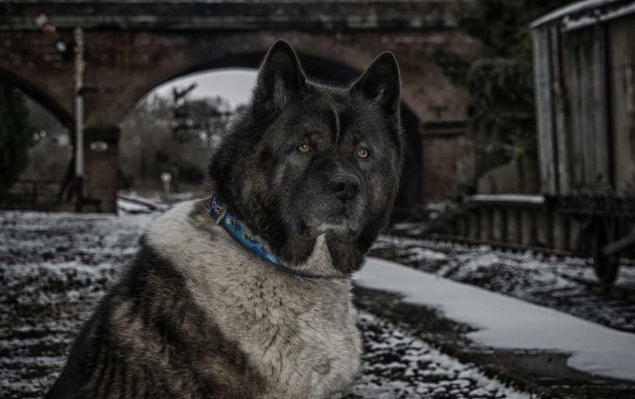 CLOSE-UP PORTRAIT OF DOG LOOKING AWAY