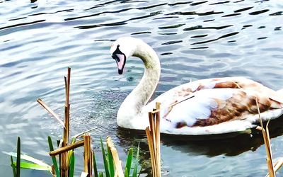 Swans swimming in lake