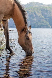 Horse drinking water