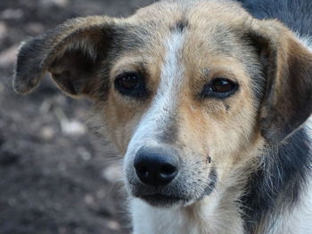 Close-up portrait of stray dog