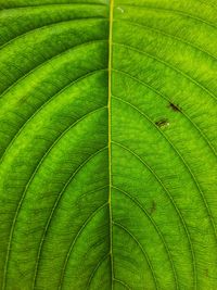 Full frame shot of green leaves