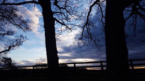 Silhouette of bare trees at sunset