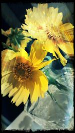 Close-up of yellow flowers