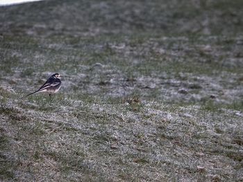 Close-up of bird