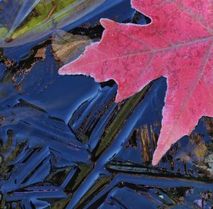 Close-up of leaves in water