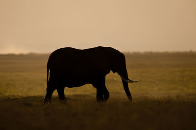 Horse walking on a field